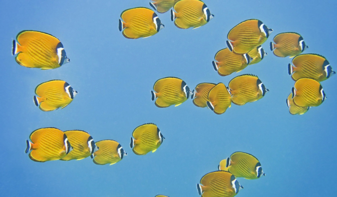 A colorful school f fish in the waters of Koh Tao, Thailand