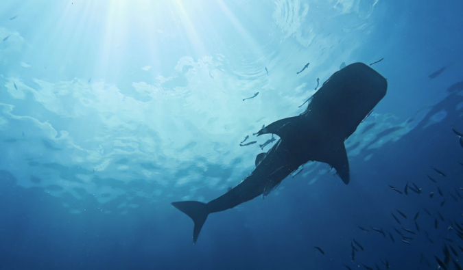 A massive shark swimming above a diver in the waters near Koh Tao, Thailand