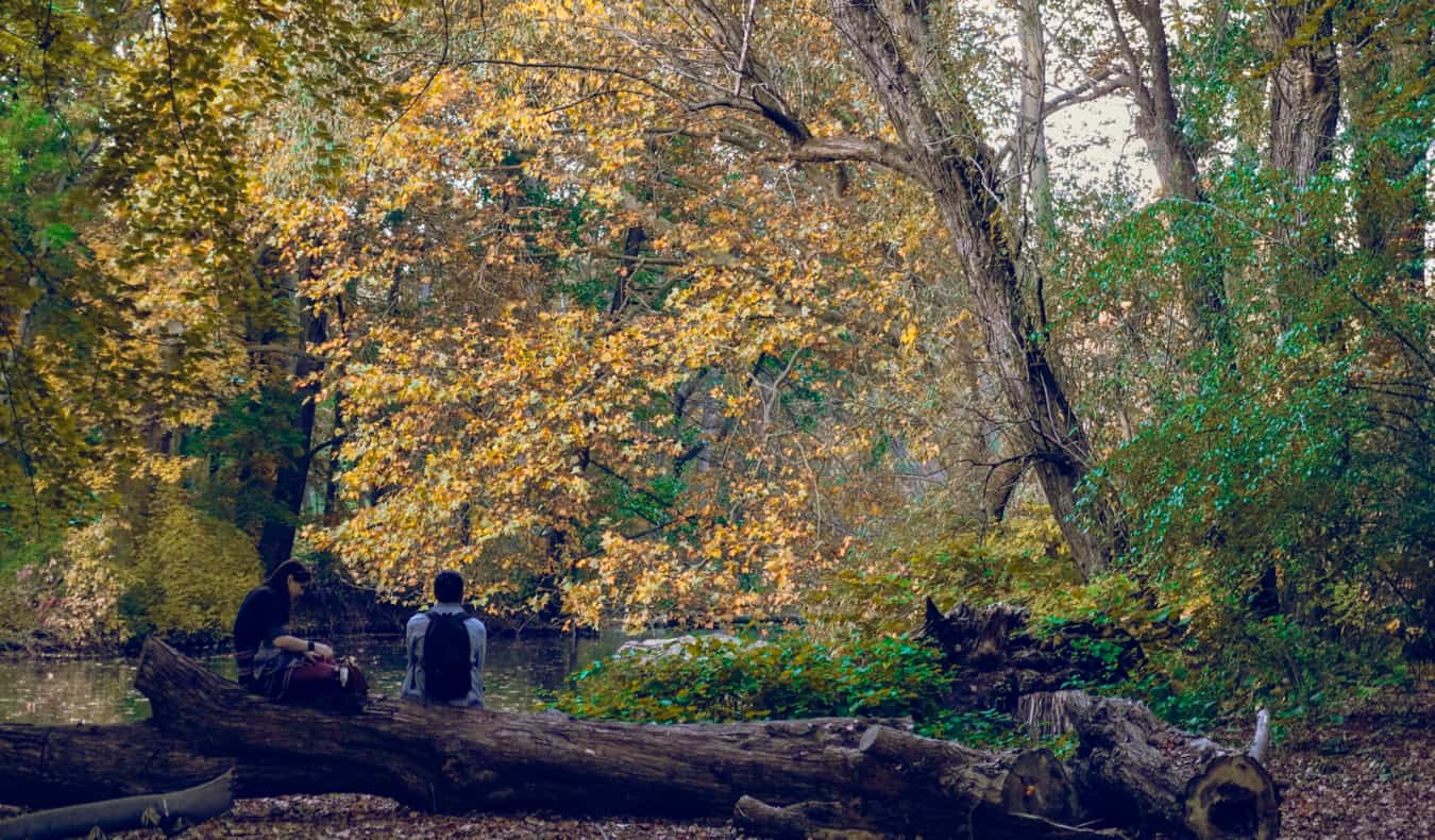 The greenery of Tiergarten in Mitte, a lush park in Berlin, Germany