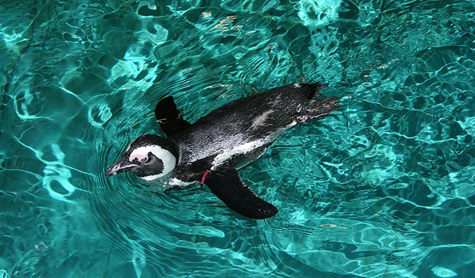 A penguin at Boston's aquarium