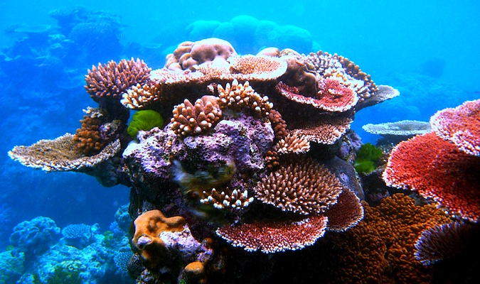 Blue water and saline in the Great Barrier Reef in Australia