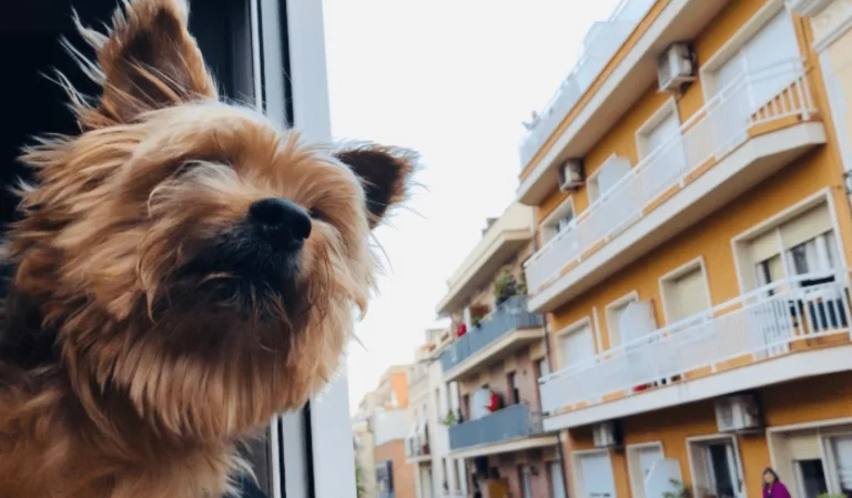 A small dog looking out the window as it travels around Europe