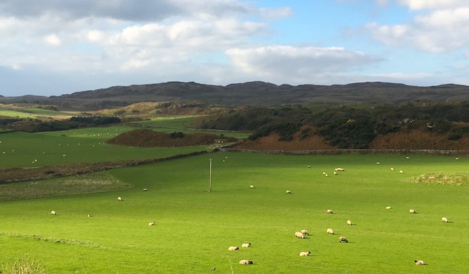 grass in islay