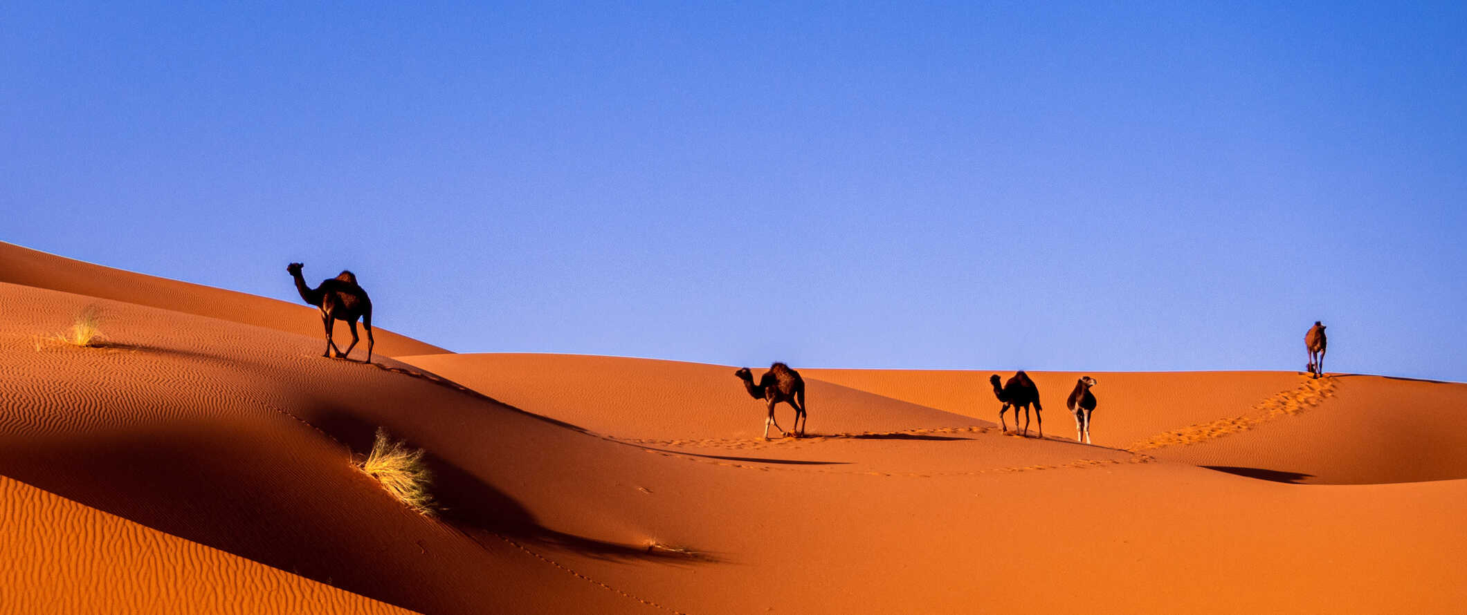 Camels strolling along the huge, golden dunes in beautiful Morocco on a bright, sunny day in the desert