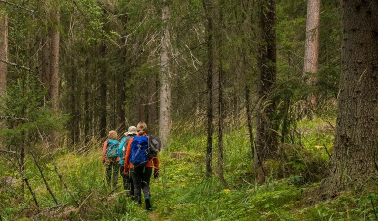 Senior travelers walking through the woods on a hike