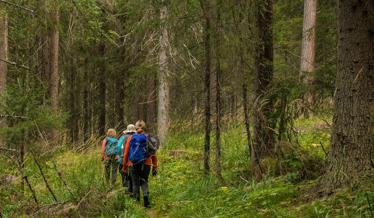 A group of retired seniors hiking in a forest