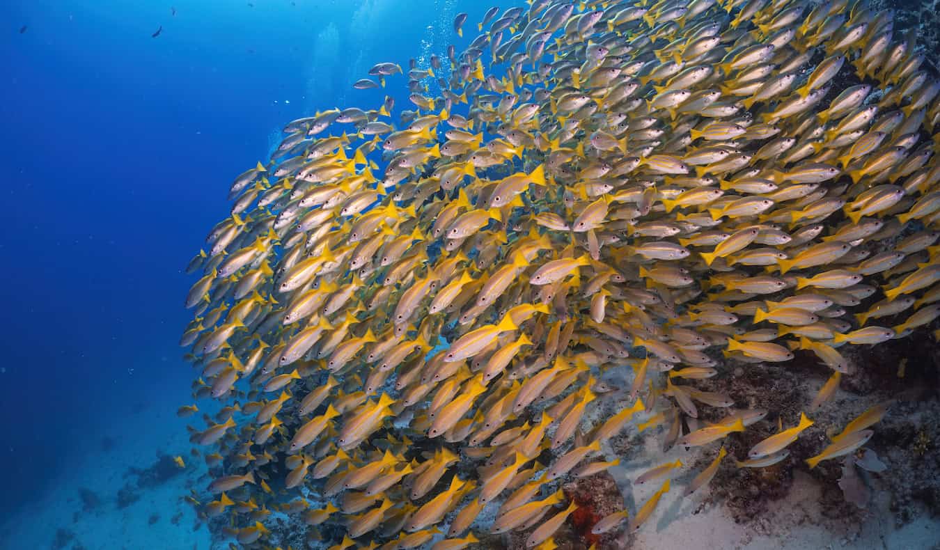 Fish swimming around coral underwater in Sipadan, Malaysia as seen while scuba diving