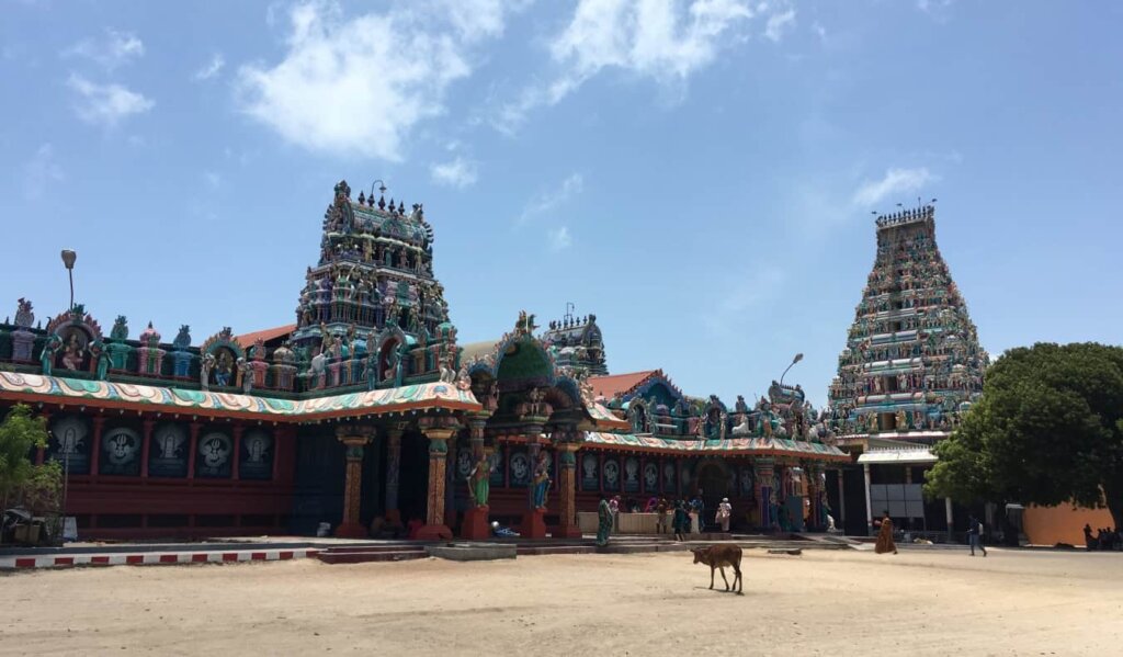 A cow walks through a square surrounded by a colorful temple in Sri Lanka