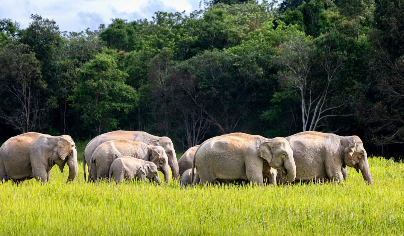 Elephants walking through a field in Khao Yai National Park in rural Thailand