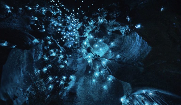 The glow worm caves of Waitomo, New Zealand